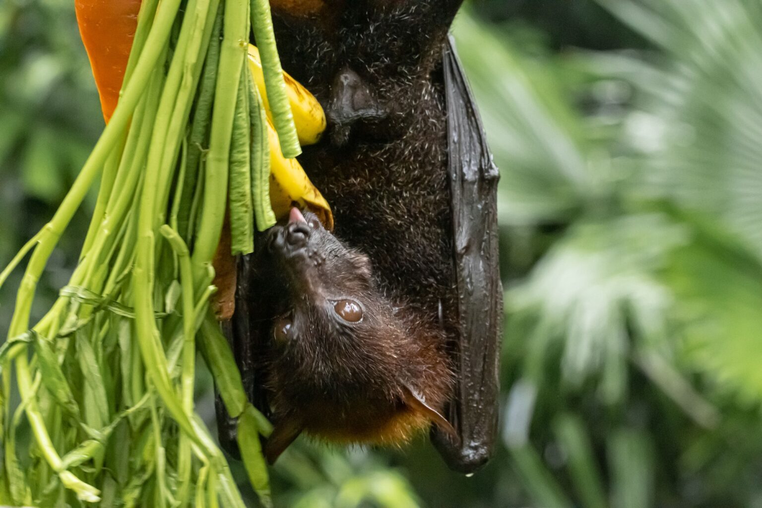 MURCIÉLAGO DE LA FRUTA » Características, qué come y donde habita ...