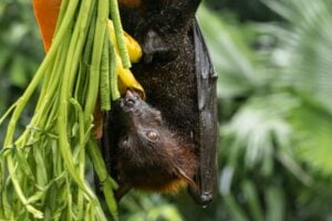 Black fruit bat feeding on ripe bananas while hanging upside down with blur background