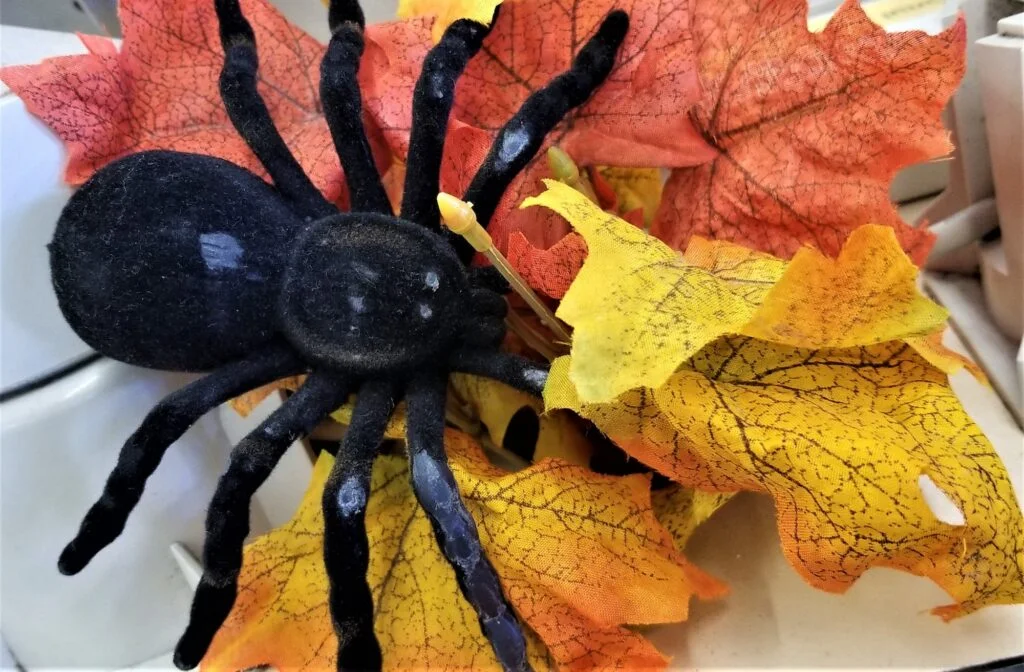 ARAÑAS MAS VENENOSAS » Características, Veneno Black Widow Spider! Spider Hiding in Fall Leaves! Fall Flat Lay! Beware! Bugs and Insects!