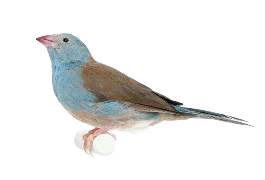 ANIMALES EXÓTICOS » Especies para conocer y admirar Blue-breasted Cordon-bleu - Uraeginthus angolensis