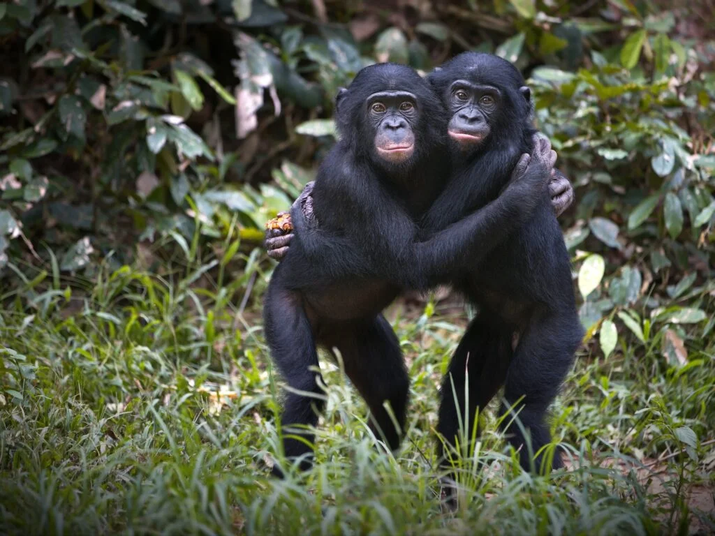 ANIMALES DE LA SELVA » Descubre un poco más acerca de ellos Bonobo chimpanzees hugging in the wilderness in Democratic Republic of the Congo