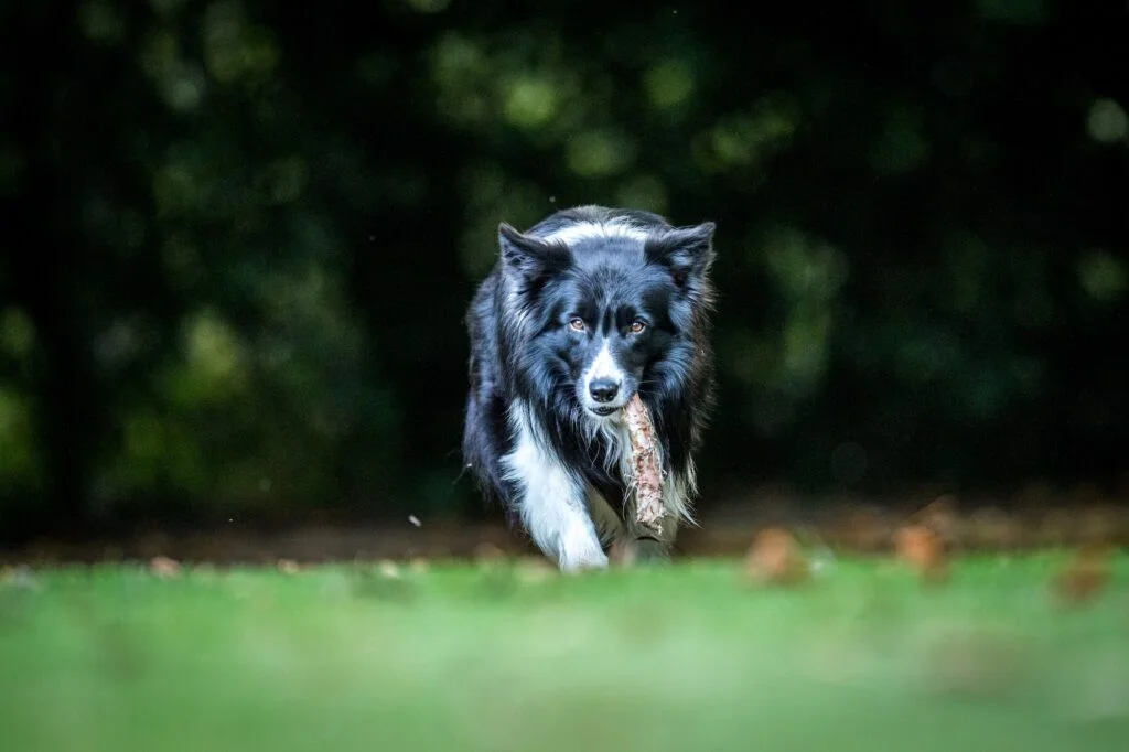 BORDER COLLIE» Características, Salud, Cuidados Border Collie. Foto por Envato.