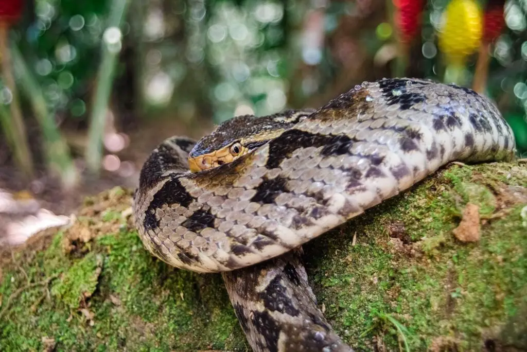 TAXONOMÍA DE LAS SERPIENTES » Descripción completa Serpiente Terciopelo. Foto por Envato.