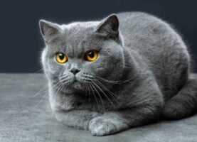 Gato British Shorthair. foto por Envato.