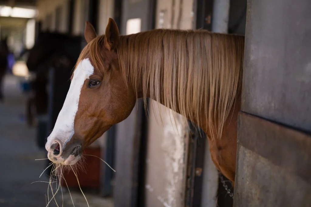 ANIMALES MAMÍFEROS » Un mundo de posibilidades Brown horse at stable