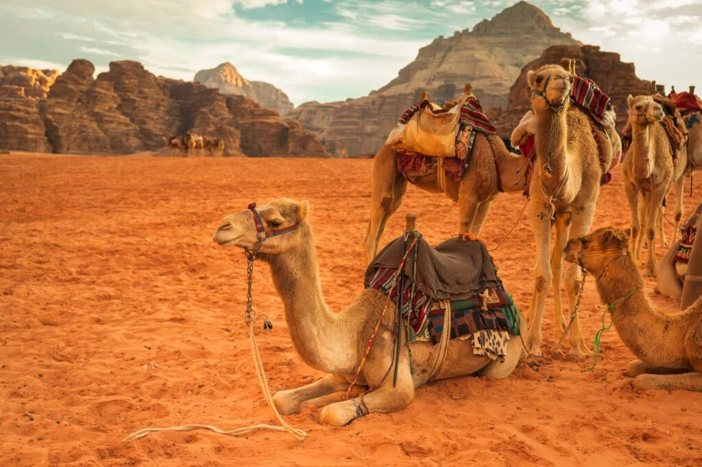ANIMALES DEL DESIERTO » Lista, Ejemplos y Características Camels in Wadi Rum