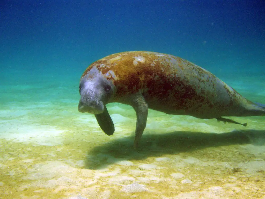 Animales en peligro de extincion en Venezuela Animales en peligro de extincion en Venezuela