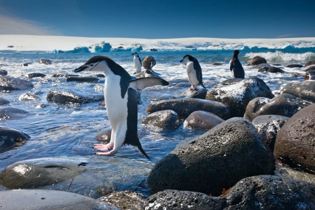 TAXONOMÍA DE LOS PINGÜINOS » Descripción Chinstrap penguins, Penguin Island, Antarctica