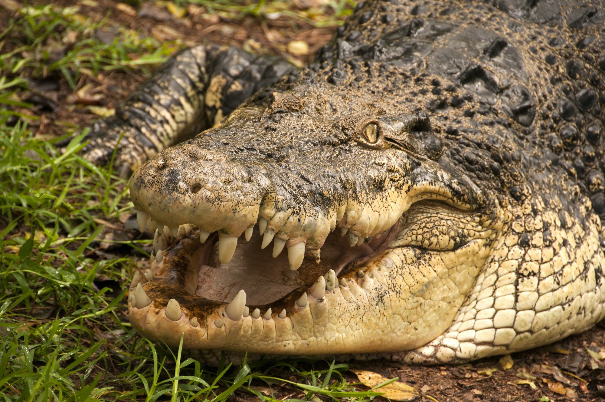 Close up of a crocodile