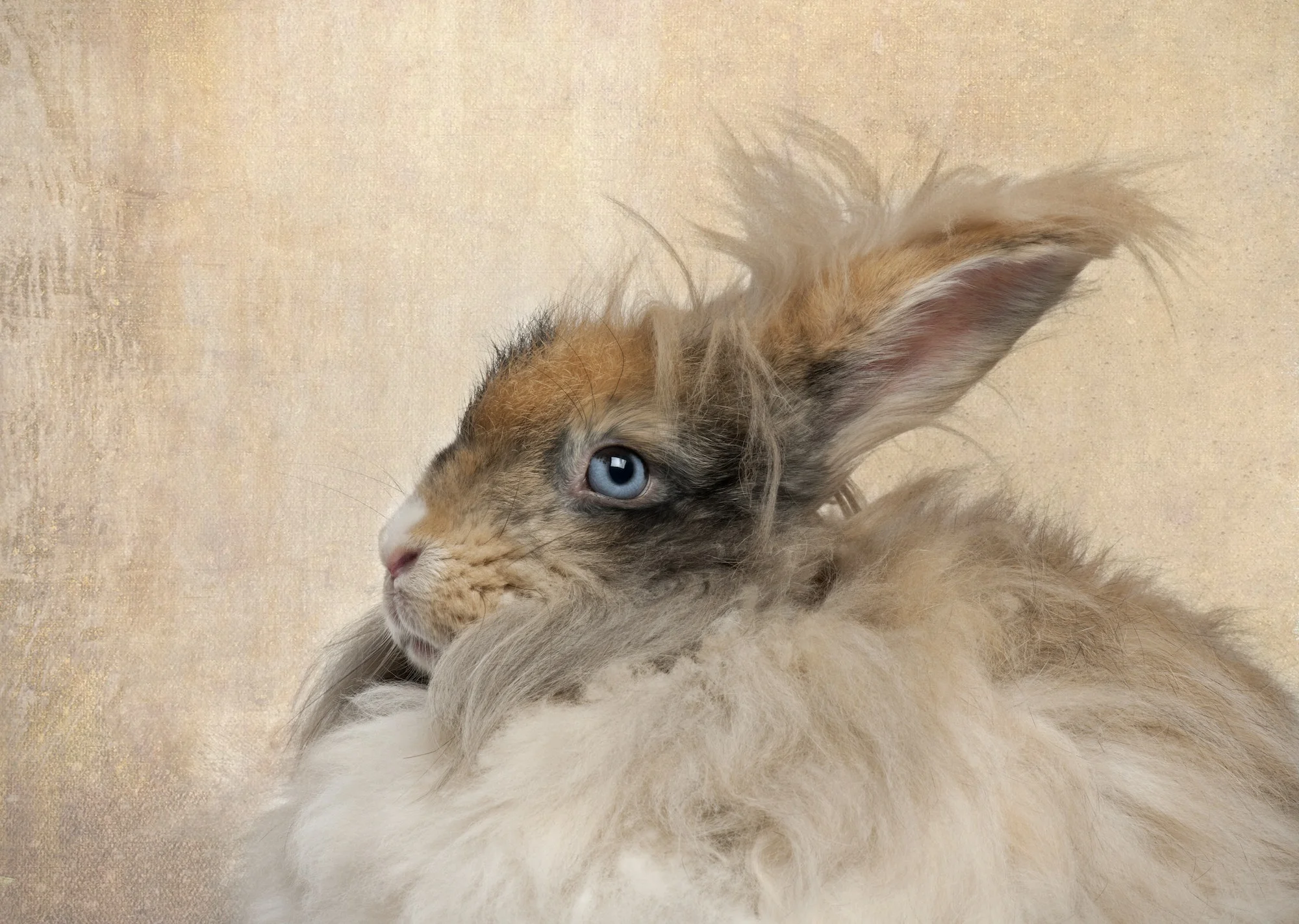 Close-up of English Angora rabbit
