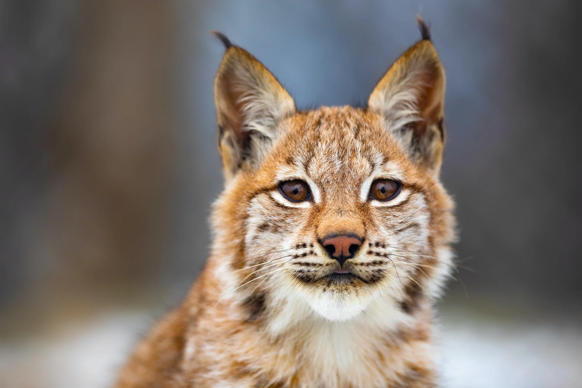 Lince. Foto por Envato.