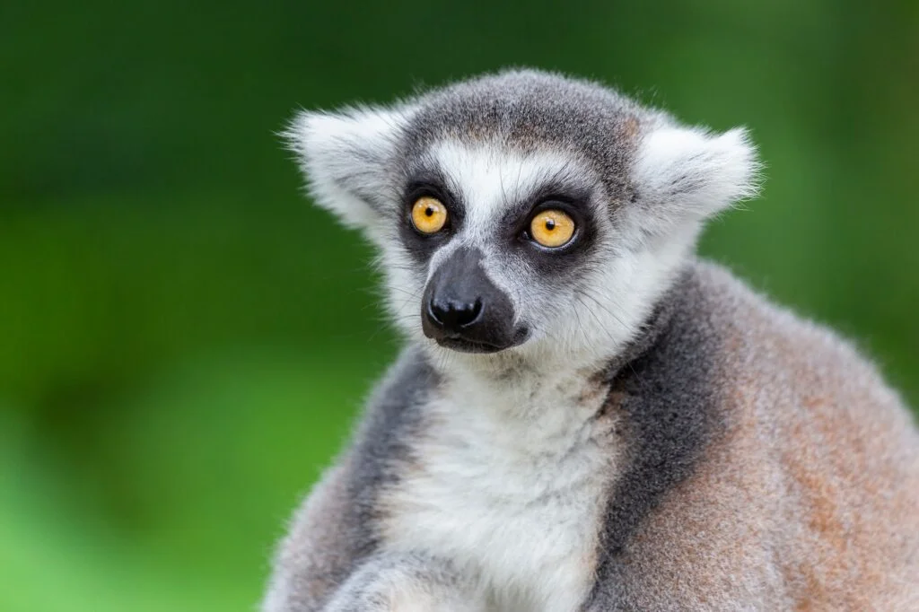 LÉMUR » Características, Hábitat, Alimentos, Reproducción, Tipos De Monos Lémur. Foto por Envato.