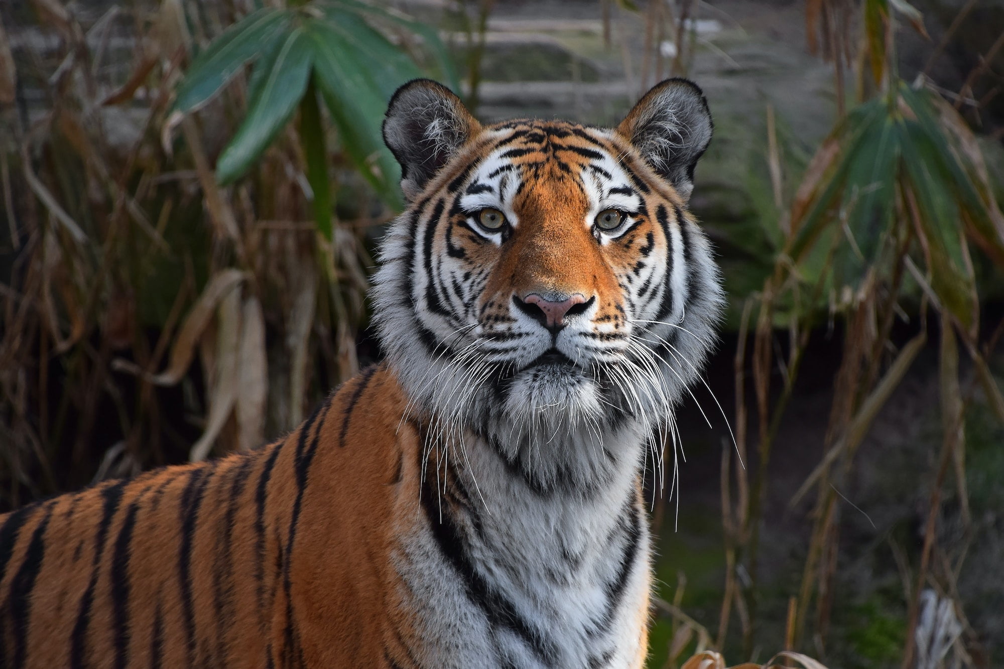 Close up portrait of Siberian Amur tiger