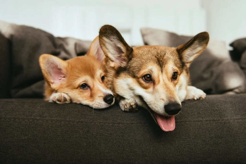 ANIMALES MAMÍFEROS » Un mundo de posibilidades Nombres de Perros. Foto por Envato.
