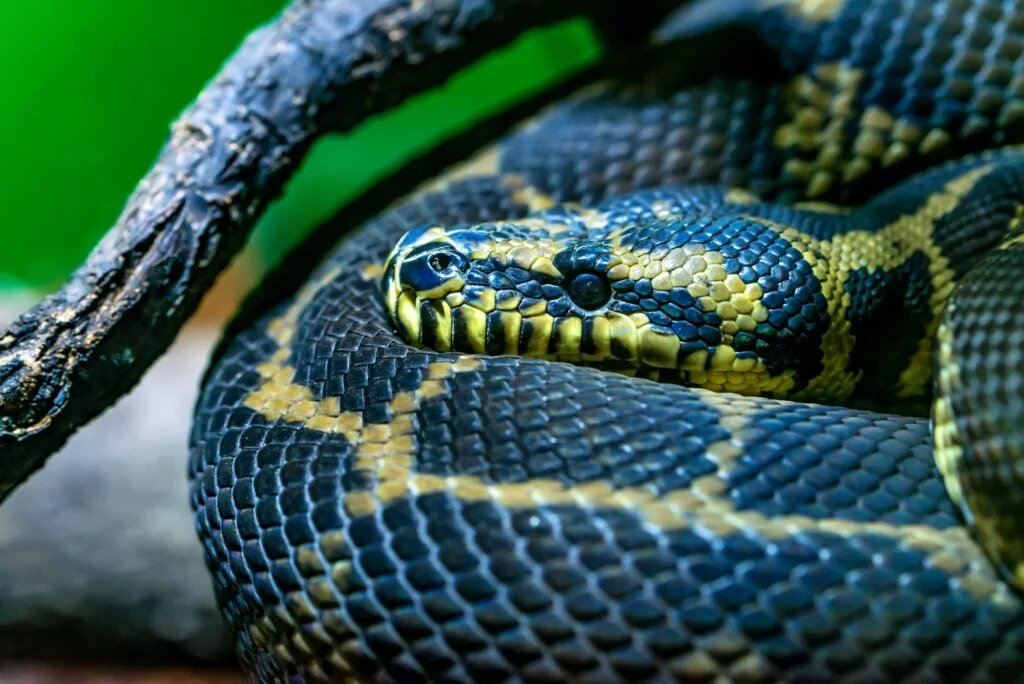 SERPIENTES MÁS GRANDES DEL MUNDO » Tamaño y Peso Serpientes más grandes del mundo. Foto por Envato.