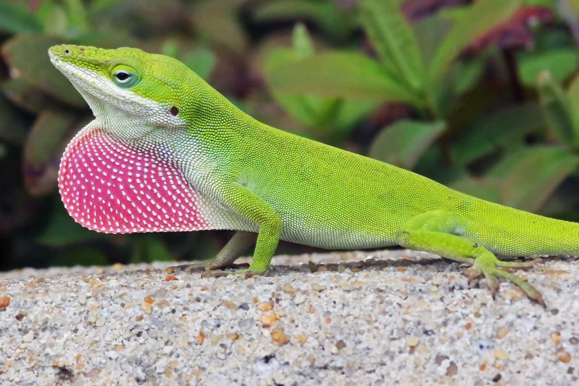 Closeup of a green anole lizard standing on a stone surface in sunlight