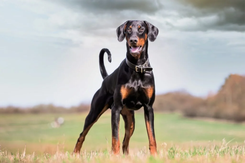 DOBERMAN » Origen, Características, Alimentación Doberman. Foto por Envato.