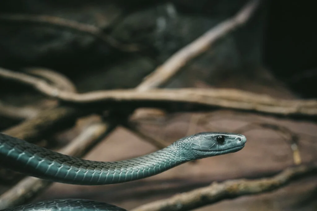 SERPIENTES MÁS VENENOSAS » Top 4 Closeup shot of a black mamba snake found slithering in the nature