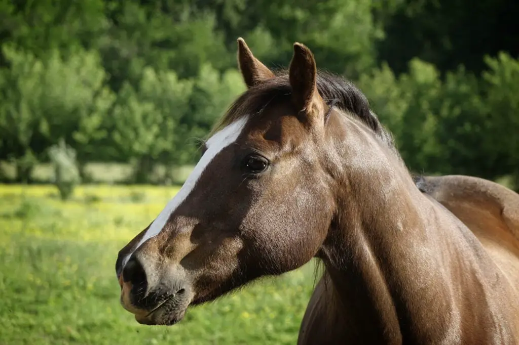 CABALLO CUARTO DE MILLA » Características principales Closeup shot of a brown American Quarter horse in a midwest pasture