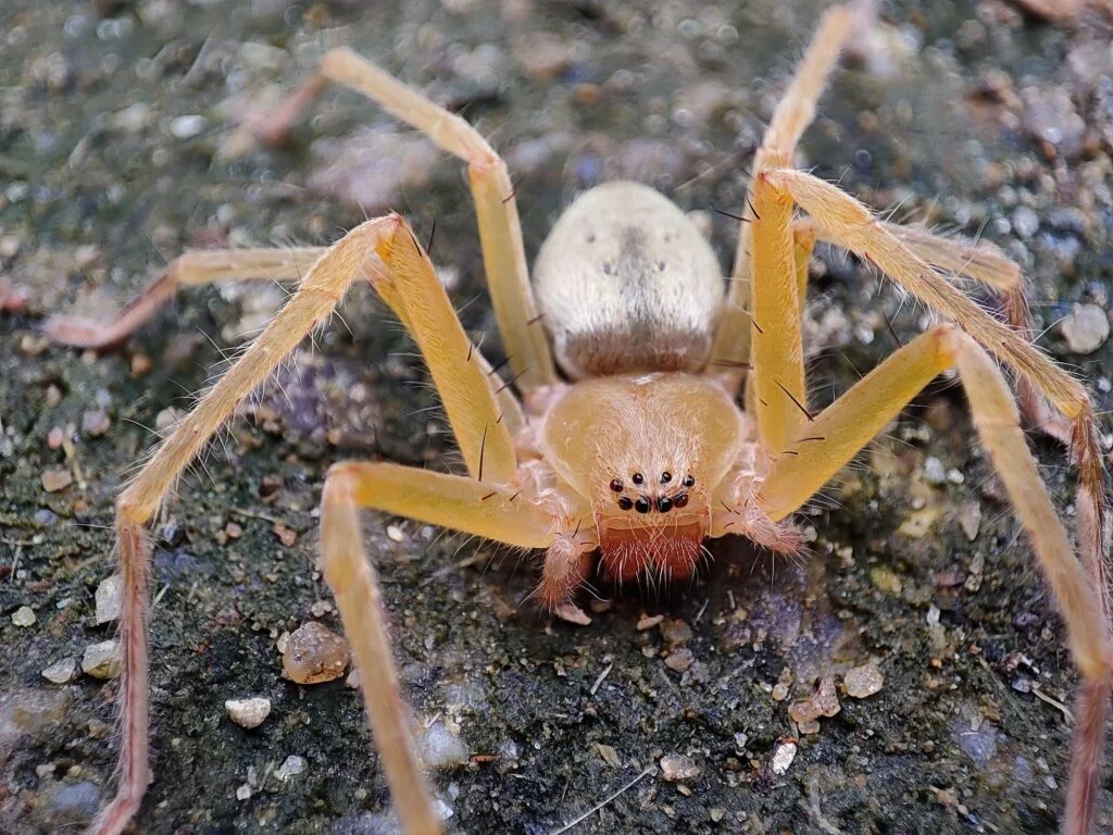 ARAÑAS MAS VENENOSAS » Características, Veneno Araña Violinista. Foto por Envato.