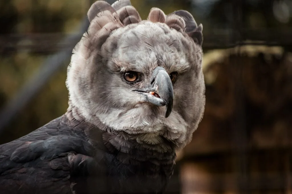 ÁGUILA HARPÍA » Cómo es, dónde vive, qué come Closeup shot of a harpy eagle on blurred background