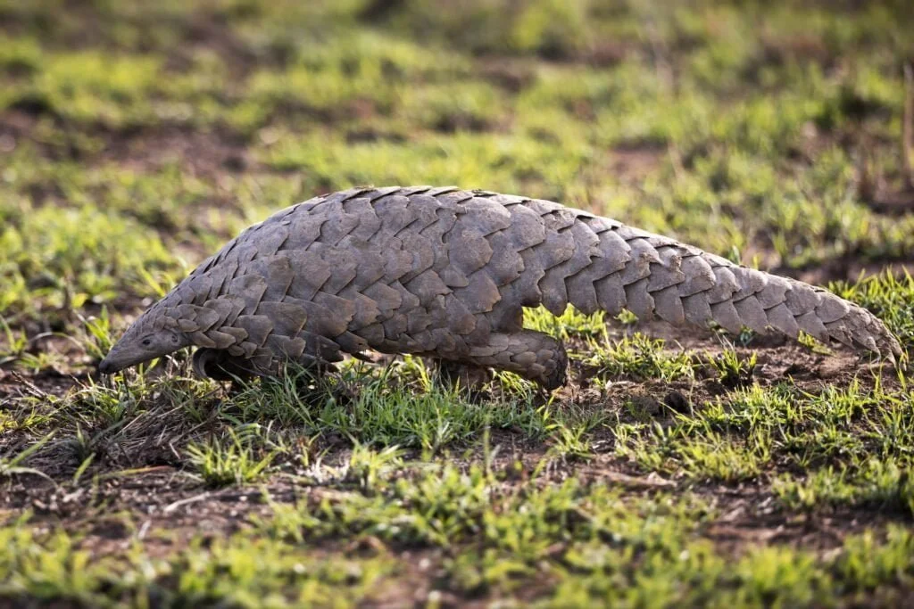ANIMALES EXÓTICOS » Especies para conocer y admirar Closeup shot of a Pangolin on a field in Tanzania