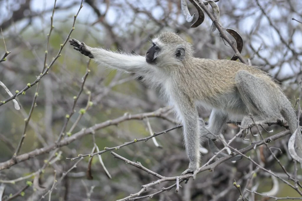 MONO DE VERVET » Características, Hábitat, Alimentos, Reproducción, Tipos De Monos Mono Vervet. Foto por Envato.