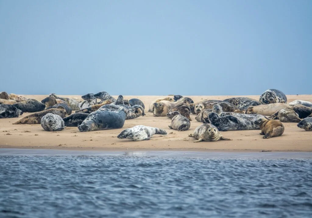FOCA » Características, Reproducción y Peligro de Extinción Foca. Foto por Envato