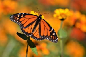 Colorful nature orange monarch butterfly with floral background