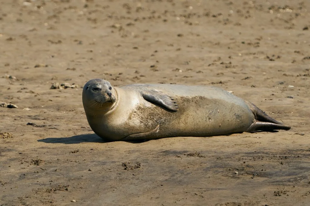 FOCA » Características, Reproducción y Peligro de Extinción Common seal (Phoca vitulina)