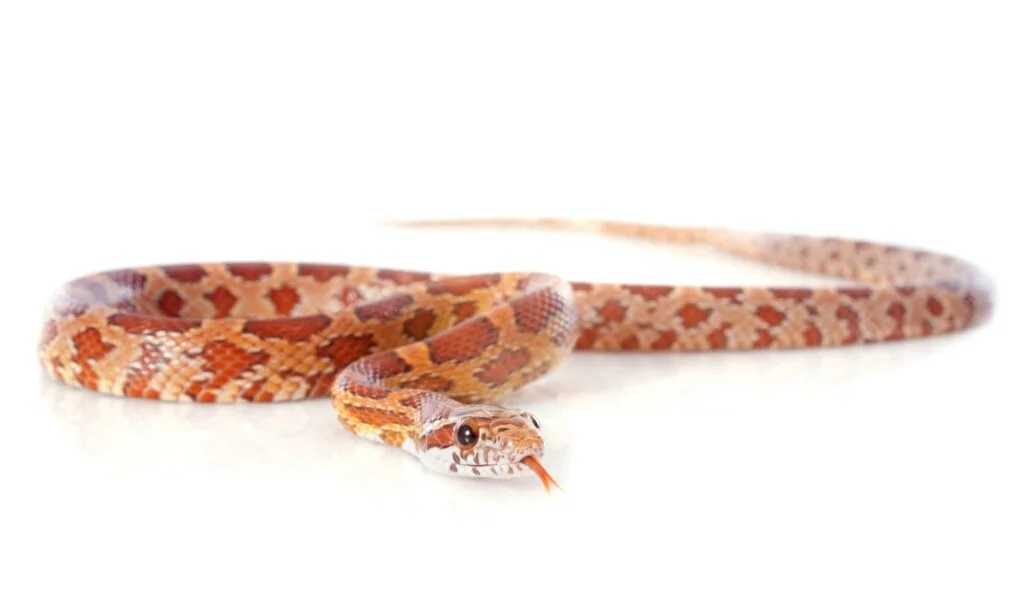 SERPIENTE » Características, Alimentación, Reproducción, Especies Serpiente. Foto por Envato.