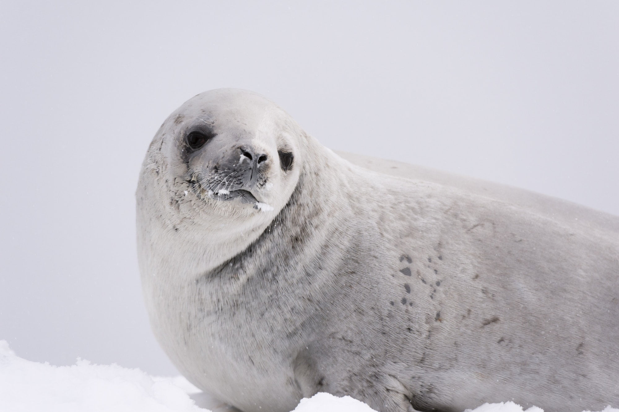 Crabeater seal (Lobodon carcinophaga) on the ice, Wilhelmina Bay, Antarctica