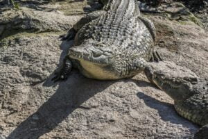 Crocodile warms up on a stone