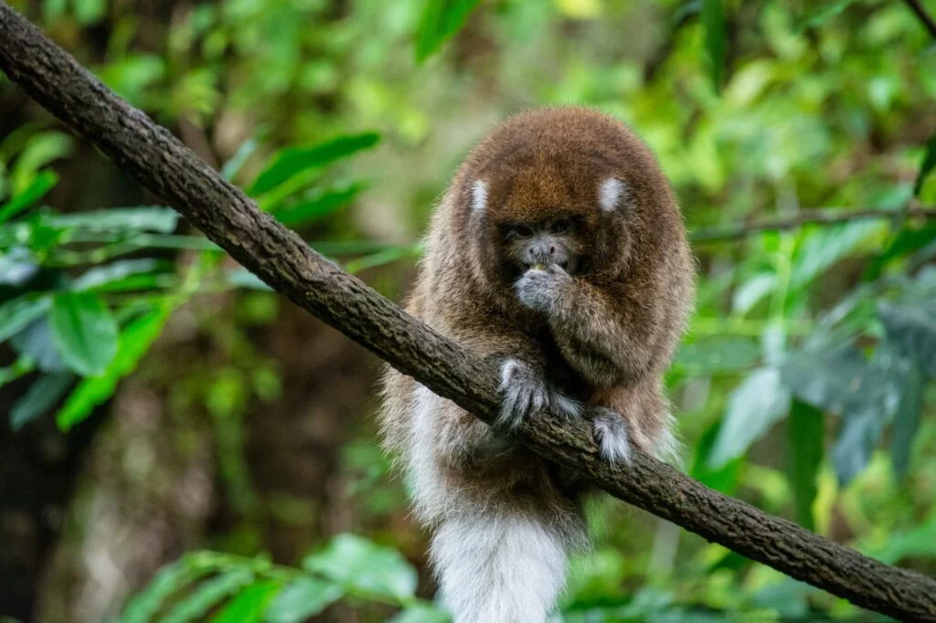 MONO TITÍ » Características, Hábitat, Alimentos, Reproducción, Tipo De Mono Cute Callicebus monkey sitting on a tree branch with a blurred background