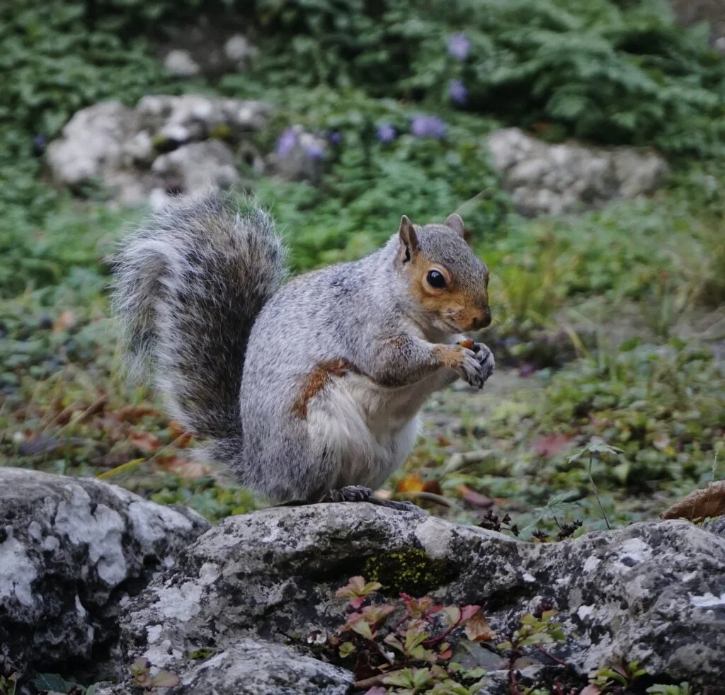 TAXONOMÍA DE LAS ARDILLAS » Descripción completa Cute little squirrel