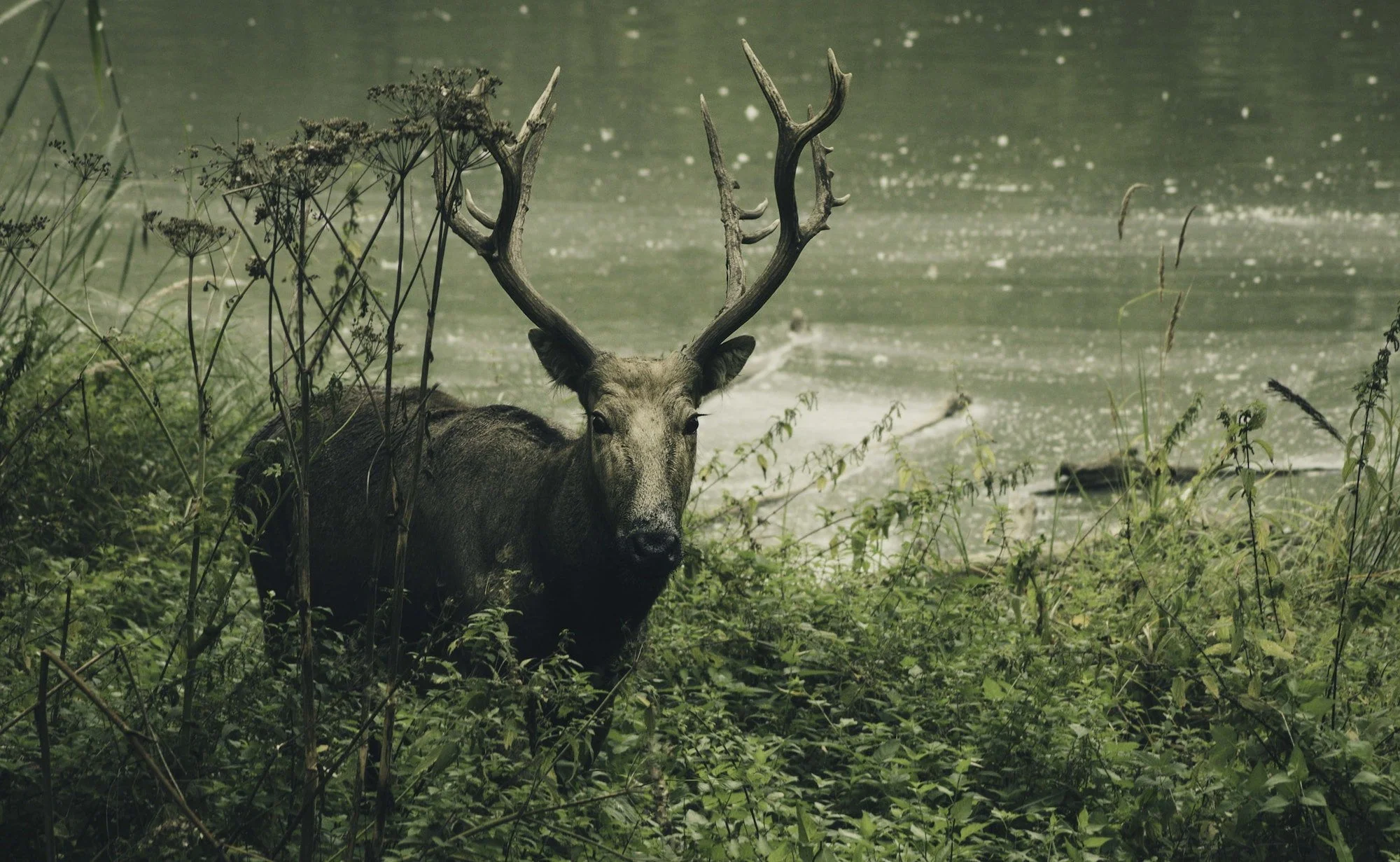 Deer in the woods