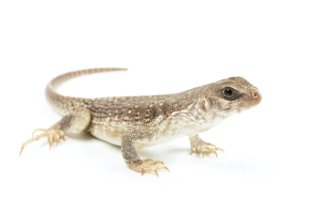 IGUANA DEL DESIERTO » Características, Hábitat, Alimentos y Cuidados. Iguana del desierto. Foto por Envato.