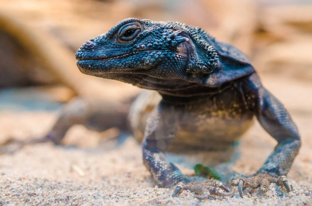 ANIMALES DEL DESIERTO » Lista, Ejemplos y Características Iguana del desierto. Foto por Envato.