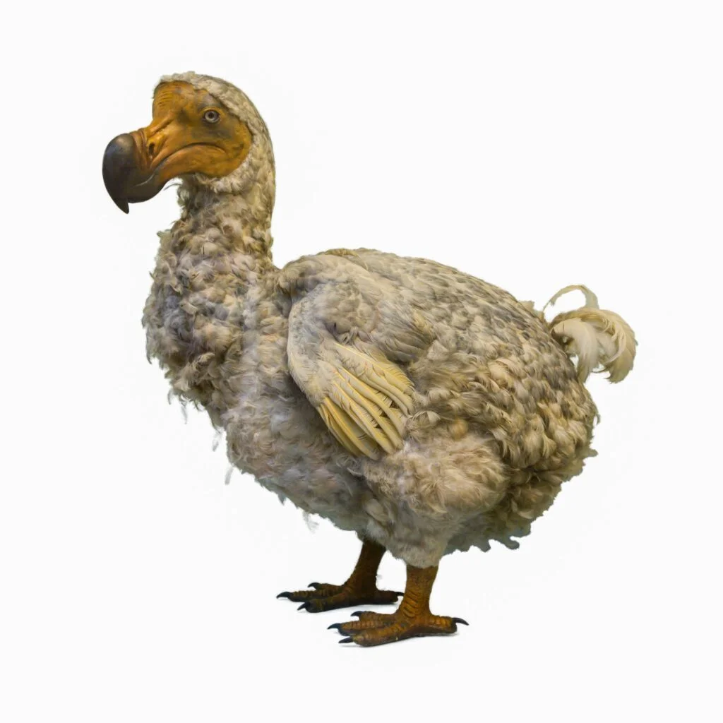PÁJARO DODO » Características, Alimentación, Extinción Pájaro Dodo. Foto por Envato