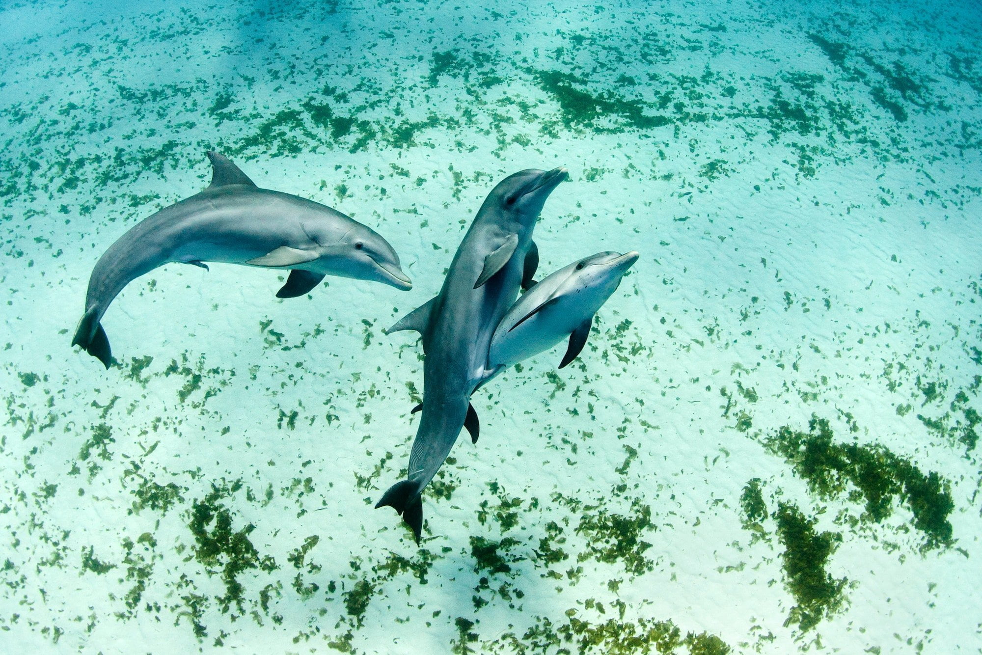 Dolphins swimming in tropical water