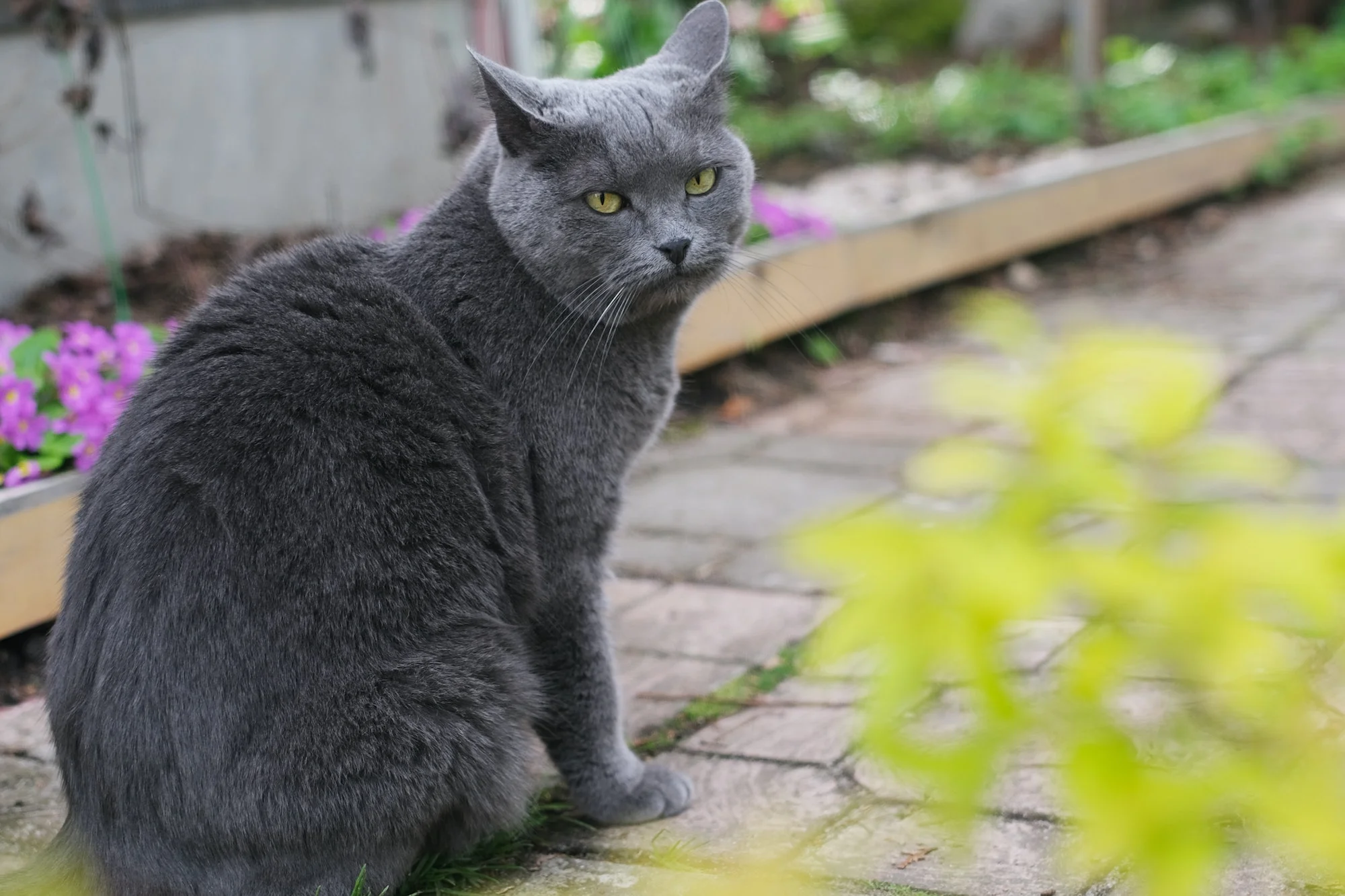 Domestic Chartreux cat walking outside in summer.