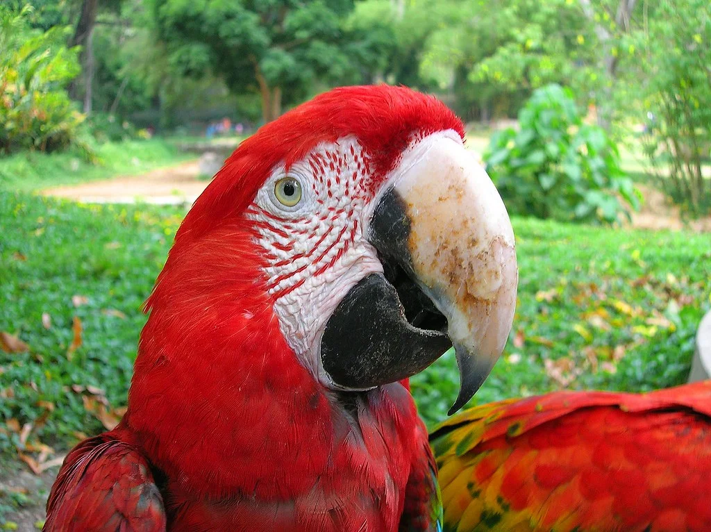 Animales en peligro de extinción en México Animales en peligro de extinción en México