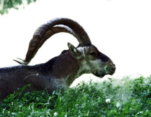 ANIMALES EXTINTOS » ¿Conocías a estas especies del pasado? ANIMALES EXTINTOS » ¿Conocías a estas especies del pasado?