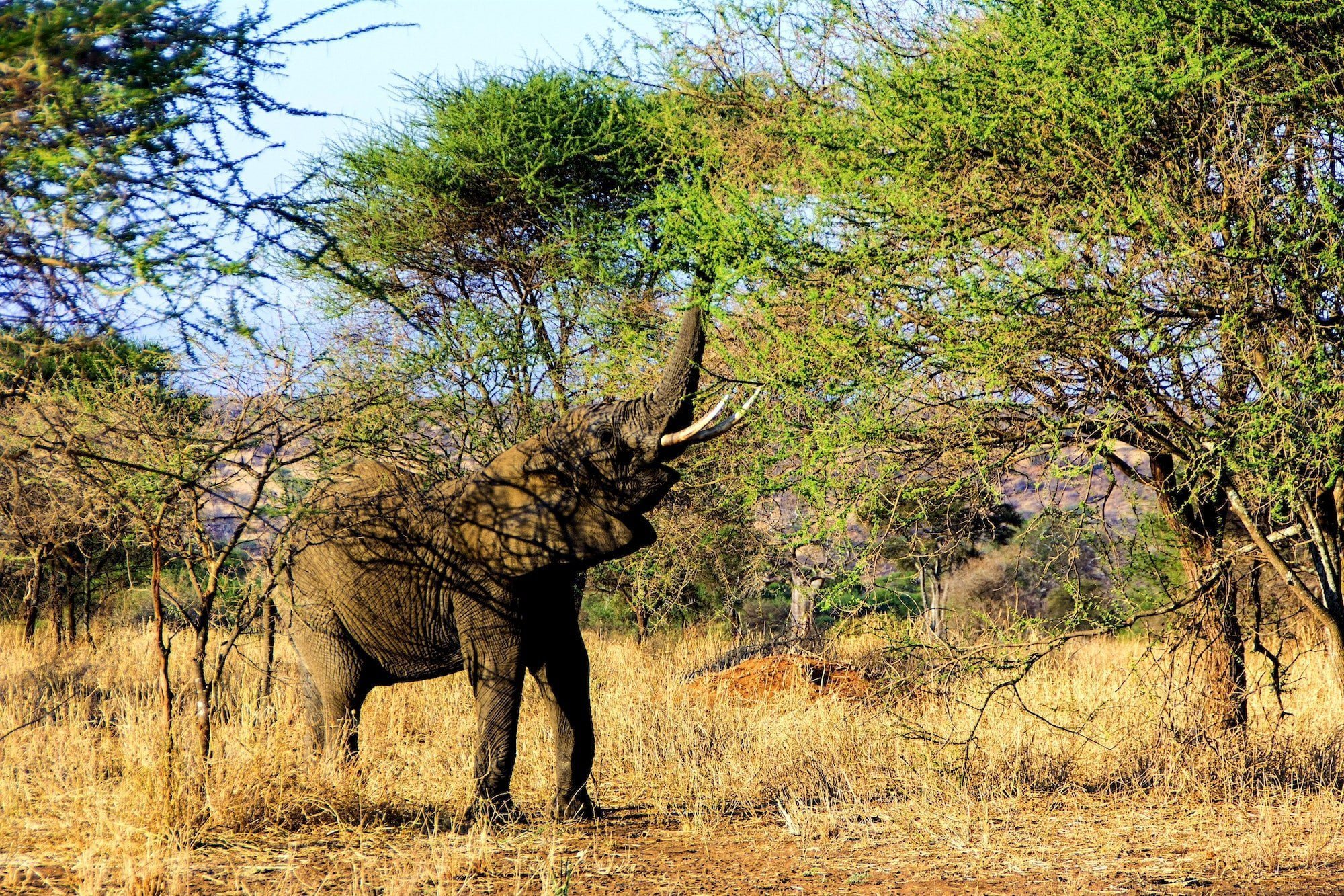 Elephant eating of a tree, elephant, africa, big five,