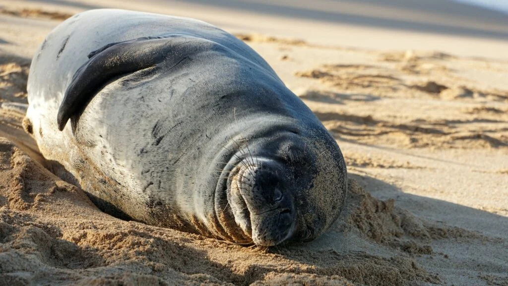 ANIMALES EXTINTOS » ¿Conocías a estas especies del pasado? Endangered Hawaiian monk seal resting on Poipu Beach in Kauai