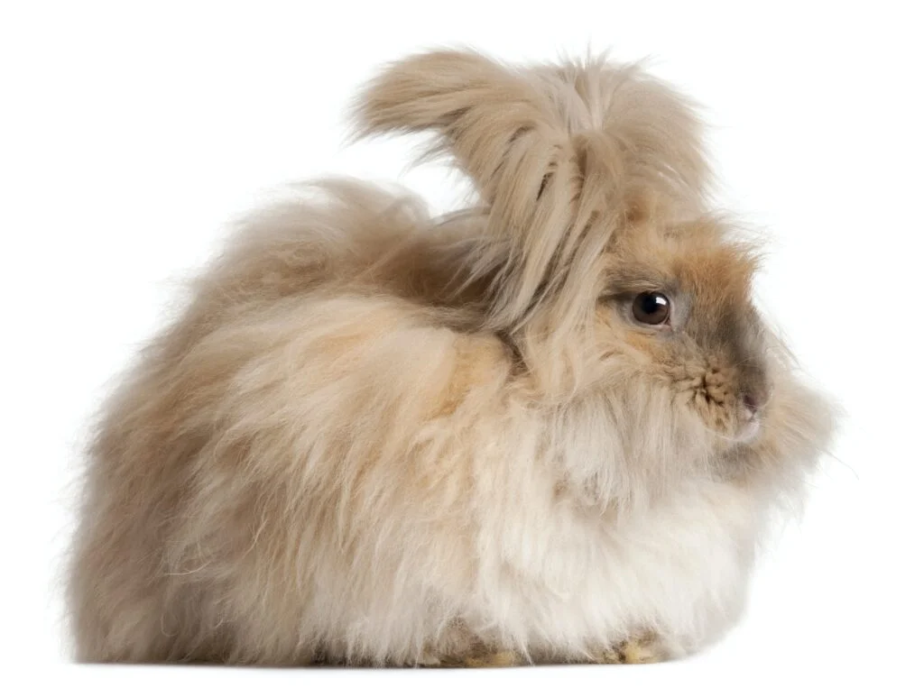 CONEJO DE ANGORA » Características, Hábitat, Alimento, Cuidados. English Angora rabbit in front of white background
