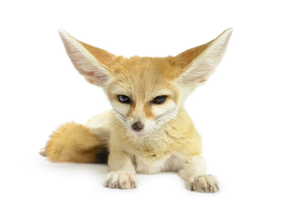 ANIMALES EXÓTICOS » Especies para conocer y admirar Fennec Fox
