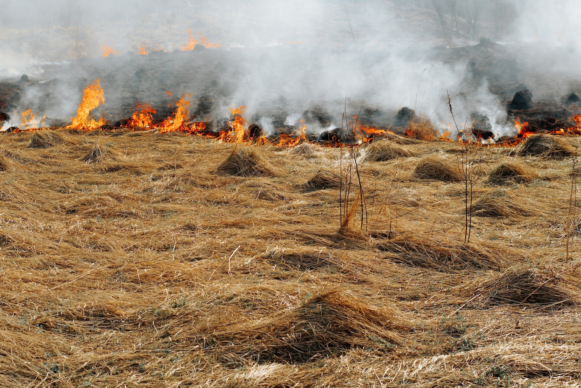 Field fire, natural disaster, environmental problem. Bright colorful flames on dry grass