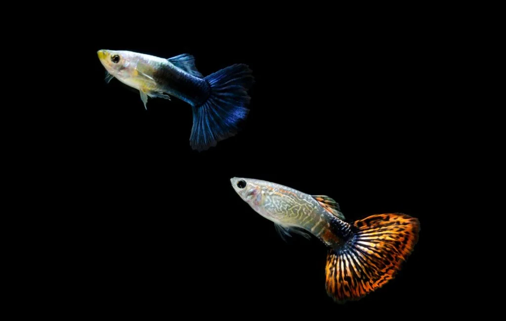 PEZ GUPPY » Características, Alimentación, Reproducción Pez Guppy. Foto por Envato.
