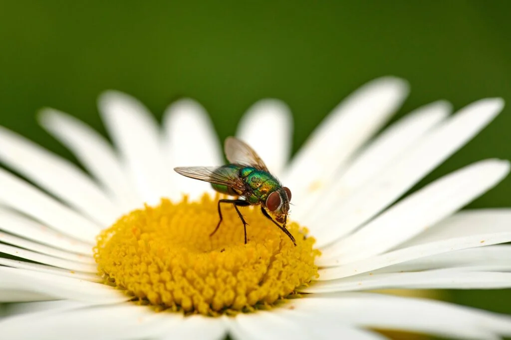 ANIMALES AÉREOS » Haz que tu conocimiento vuele con ellos Fly on a Marguerite
